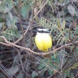 Lesser Kiskadee