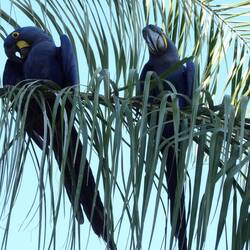 Hyacinth Macaw ( Hyazint-Ara)