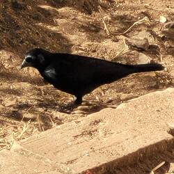 Shiny Cowbird