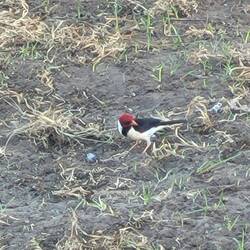 Yellow-billed Cardinal