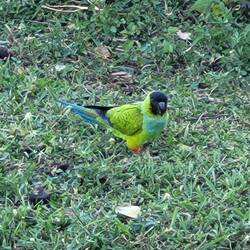 Nanday Parakeet (Schwärme davon)