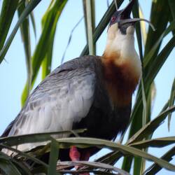 Buff- necked ibis