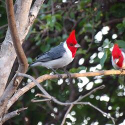 Red - crested cardinal