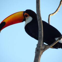 Toco toucan