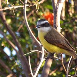 Great Kiskadee