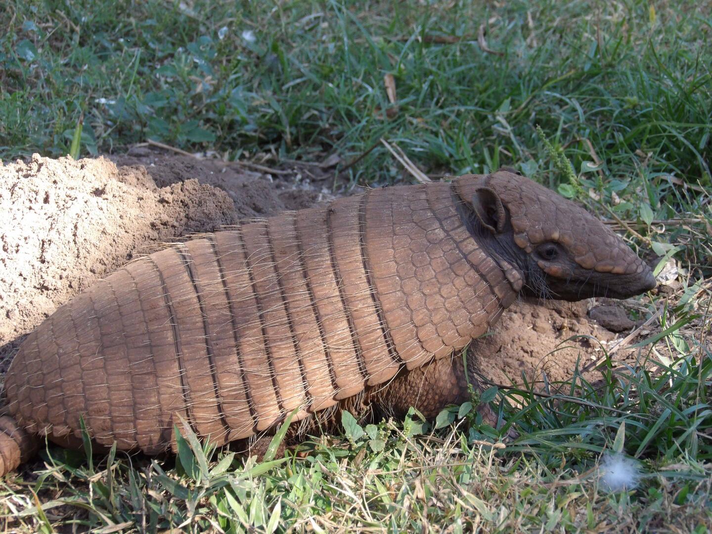 Six- banded Armadillo (Gürteltier)