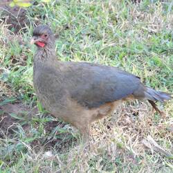 Chaco Chachalaca (sehr laut)