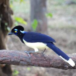 Plush-crested jay