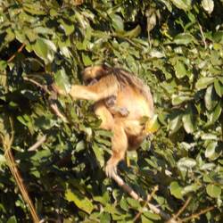 B & G howler monkey, female & baby