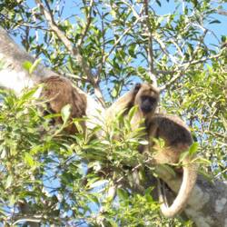 More howler monkeys