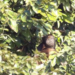 Black and gold howler monkey, male
