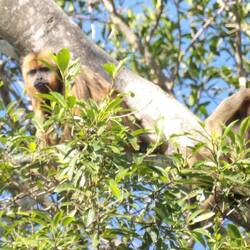 Two female howler monkeys