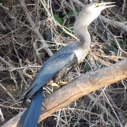 Anhinga mit Fisch im Schlund