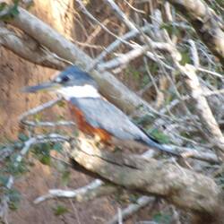 Ringed Kingfisher