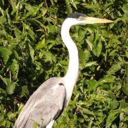 Cocoi Heron