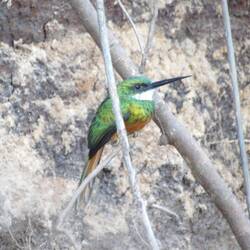 Rufous-tailed jacamar, male