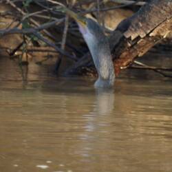 Anhinga