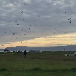 Achtung: Küstenseeschwalben - Alarm