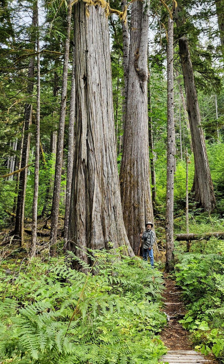Charlie among the giants (ferns and trees)