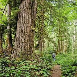 Giant douglas fir and Charlie