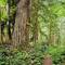 Giant douglas fir and Charlie