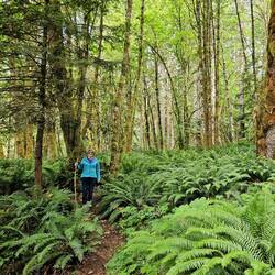 A sea of green ferns