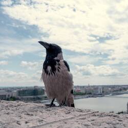 sehr chillige Krähen