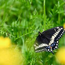 Papilio brevicauda
