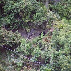 unser bestes Foto vom Oso Andino 😔