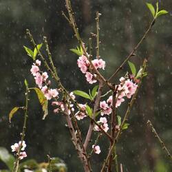 und sogar Kirschen 🍒 sowie Avocados 🥑 etc. angebaut