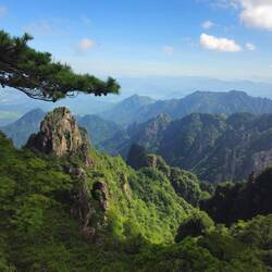 Les pins très élégants font de très belles photos