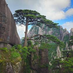 L'arbre le plus célèbre de Chine: le pin accueillant. Infos croustillantes en commentaire
