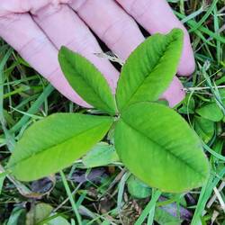 Die ganze Wiese ist damit voll 😁