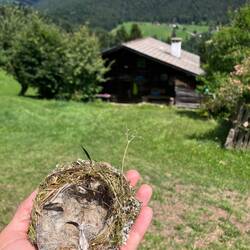 Auf dem Waldboden gefunden 🐣🤗