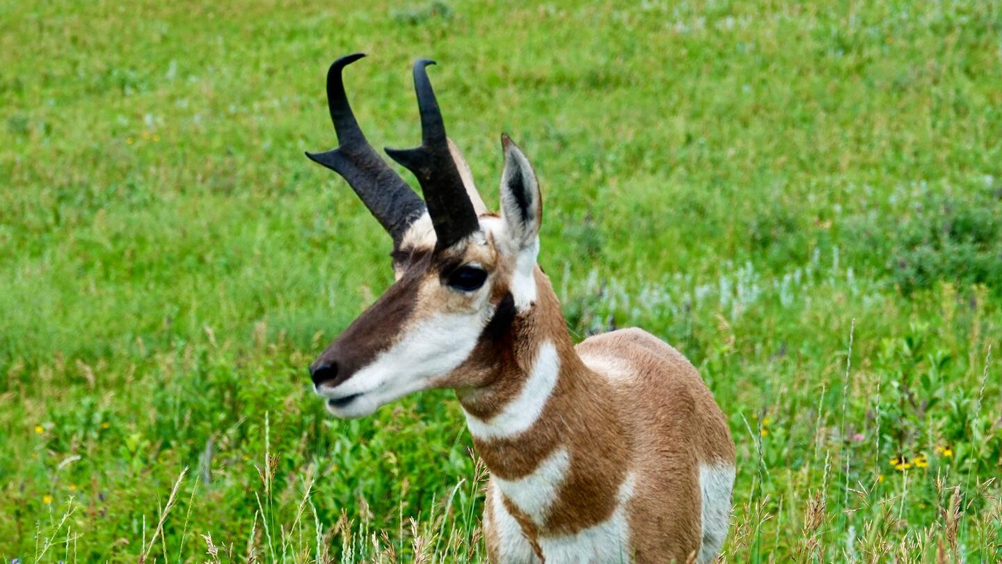 Gabelbock