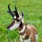 Gabelbock