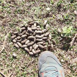 Capibarakacke (größtes Nagetier der Welt)