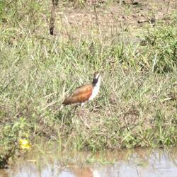 Wattled Jacana juvenile