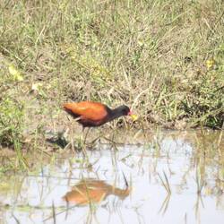 Wattled Jacana