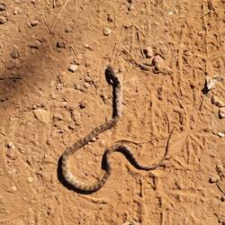 False water cobra baby (road kill)