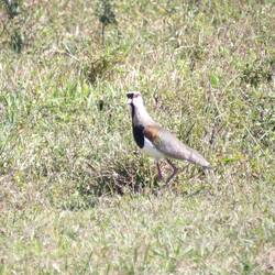 Southern lapwing