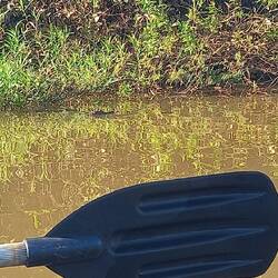 Kaiman Suchbild (oberhalb des Paddels)