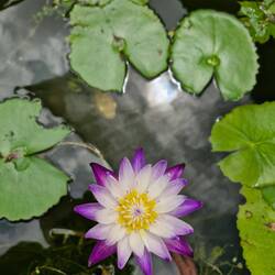 Love the colorful flowers