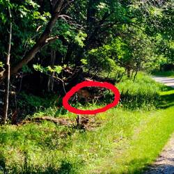 Same deer