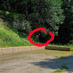 A deer on the trail