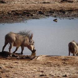 So gibt es auch die letzten Warzenschweine...