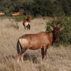 Das Hartebeest gibt es heute lebendig...