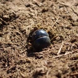 Der Mistkäfer steckt schon mit dem Kopf im Elefantendung...