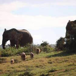 ...eine schöne letzte Safari-Runde