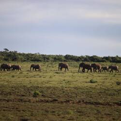 ...und Elefanten dieser Reise